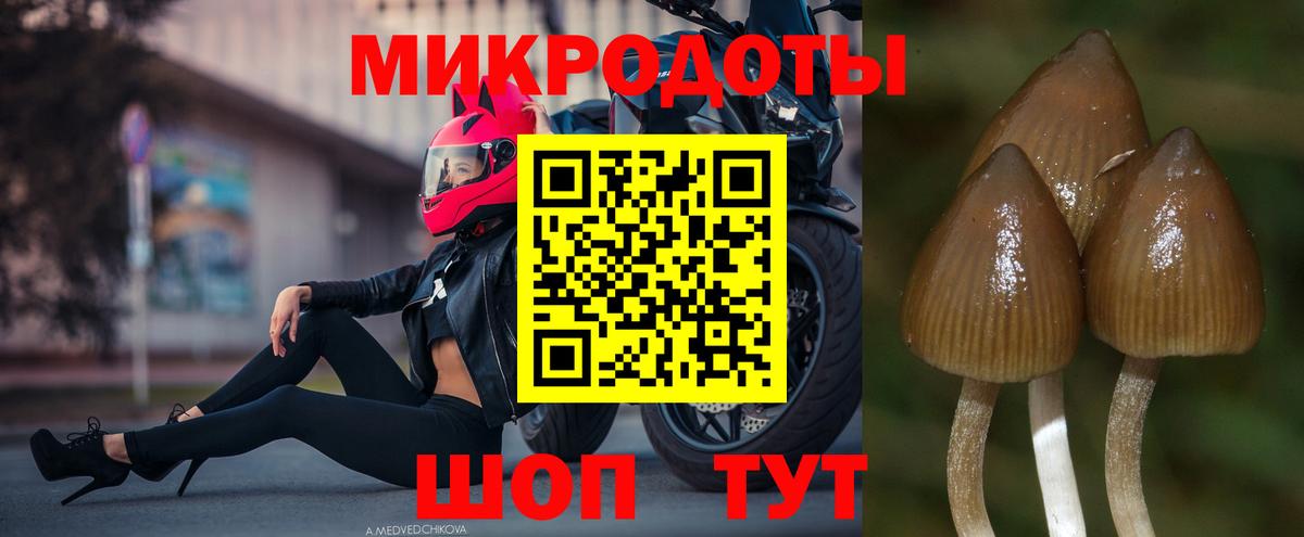 Псилоцибиновые грибы Cubensis Борисоглебск